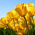 visiontekdigitalcom_Tulips