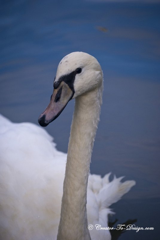Cygne Blanc