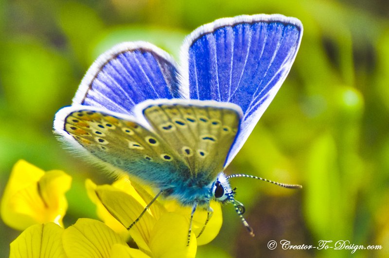 Papillon bleu