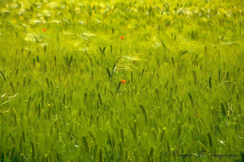 Champ de blé