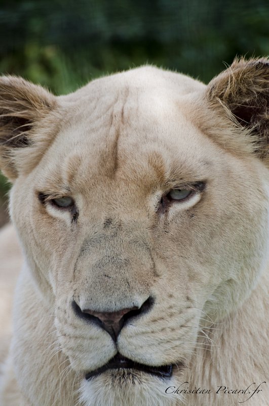 Lionne blanche