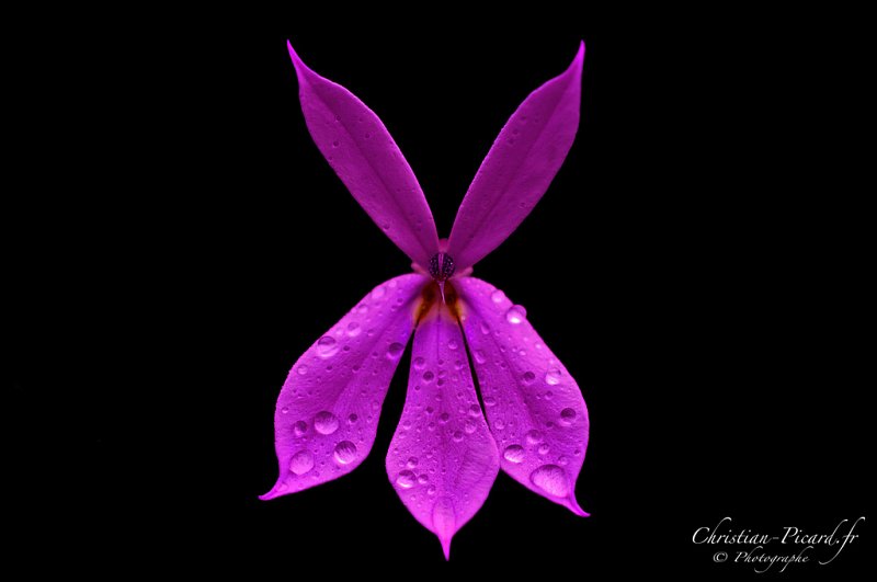 Fleur